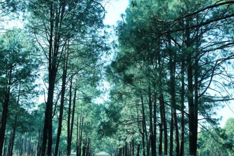 View of pine trees in Netarhat, Latehar, Jharkhand